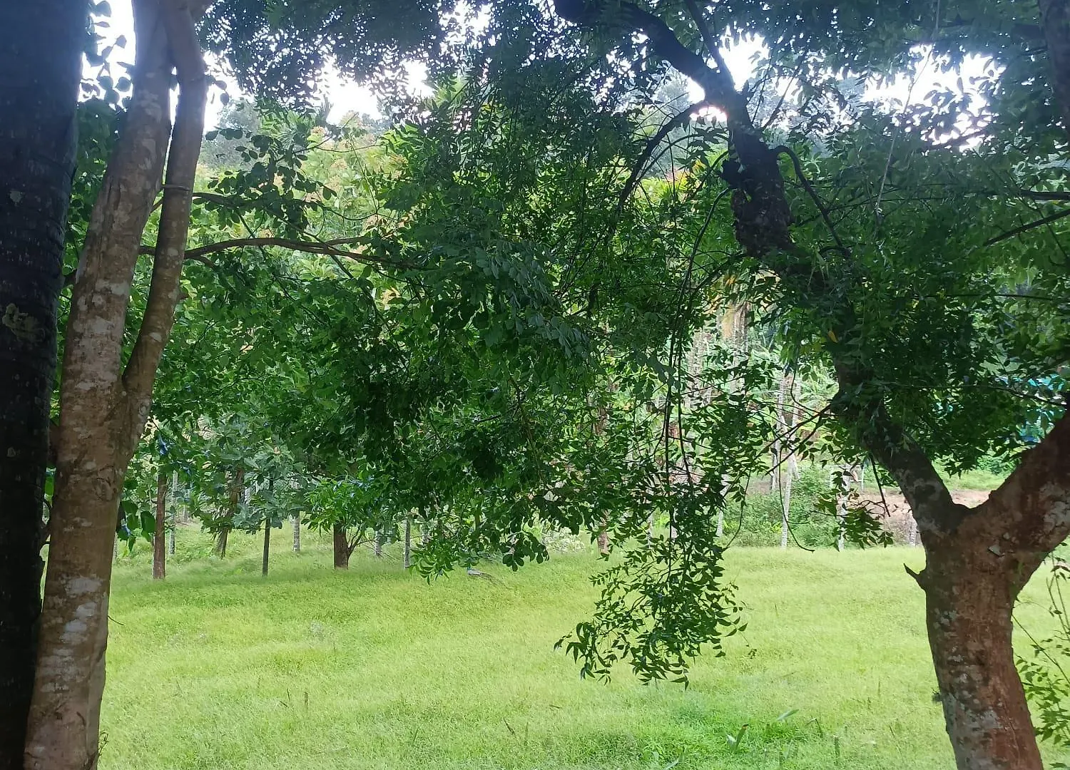 Padavayal Greens Attappādi India